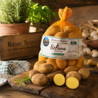 Belana &ndash; Ernte 2025